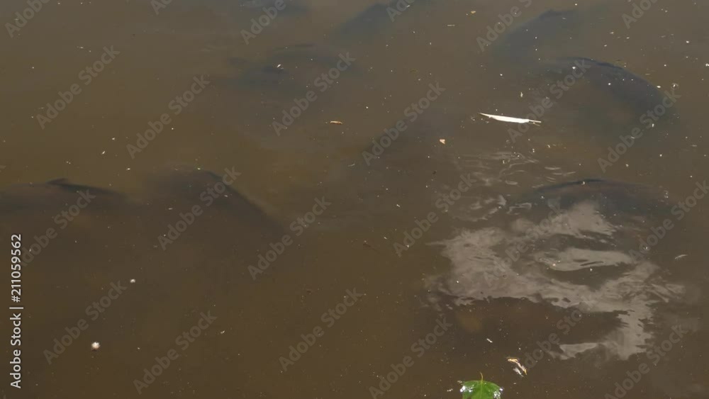 Carp in the duck pond Carp in the duck pond