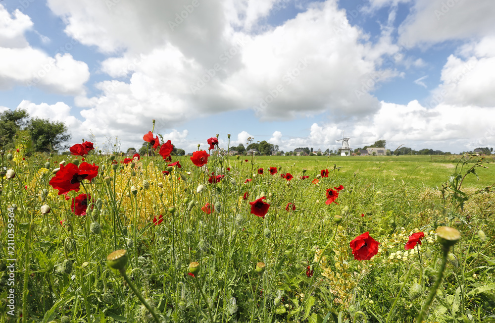 Fototapeta premium red poppy flowers, blue sky and windmill