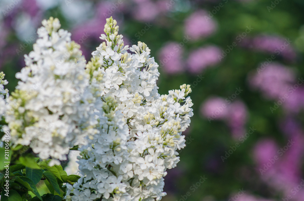 Flowering of the lilac in the spring