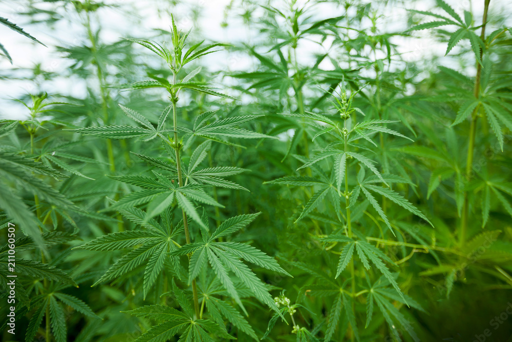 Naklejka premium Large cannabis leaves on the Bush