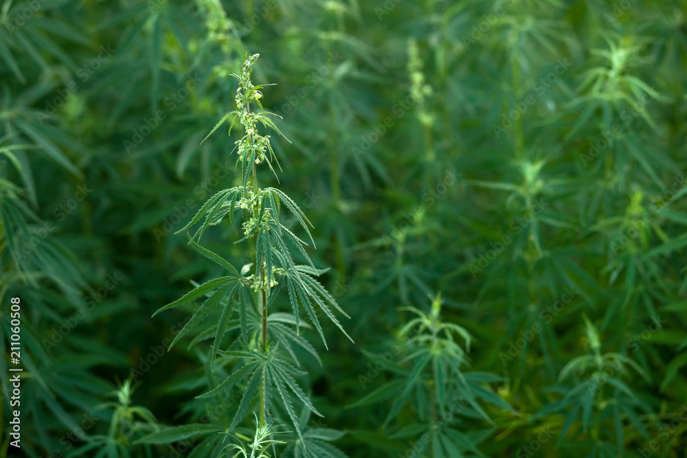 bushes grow cannabis bushes grow cannabis
