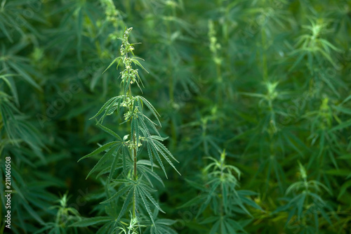 bushes grow cannabis