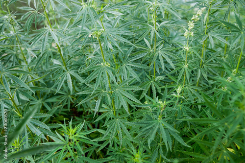 Plantation of cannabis closeup