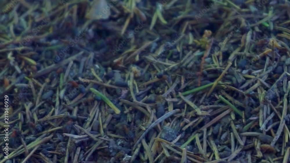 red forest ants  close-up