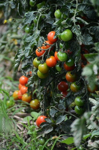 Growth of tomato / Kitchen garden