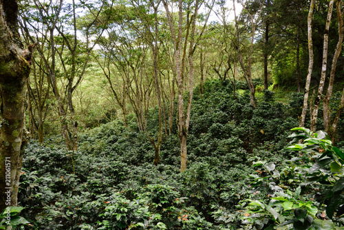 coffee plantation