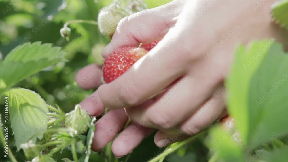 The girl's hand picks a red, ripe strawberry from the bush in the background of the leaves and green berries. Close up The girl's hand picks a red, ripe strawberry from the bush in the background of the leaves and green berries. Close up