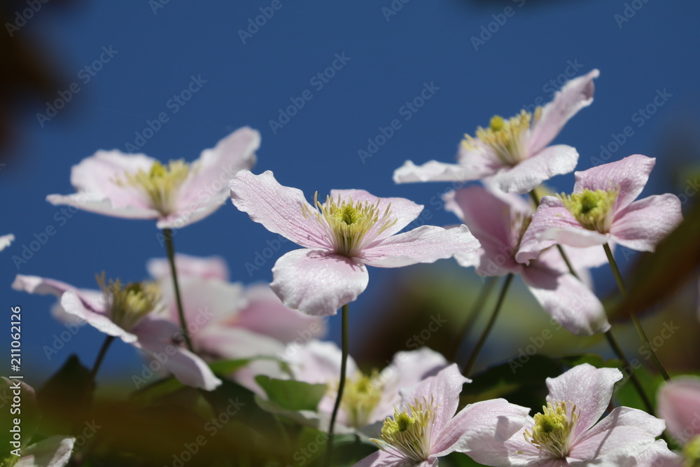 Clematis Clematis