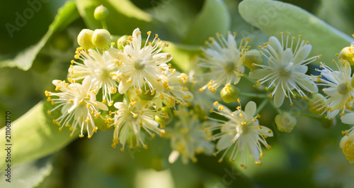 Foto linden flowers background on blue sky on a sunny day