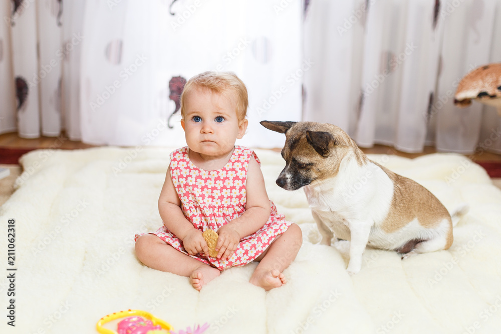 Little funny Caucasian girl the child sits at home on the floor on a light carpet with the best friend of the half-breed dog with spotty color and short hair and funny big ears. Little funny Caucasian girl the child sits at home on the floor on a light carpet with the best friend of the half-breed dog with spotty color and short hair and funny big ears.