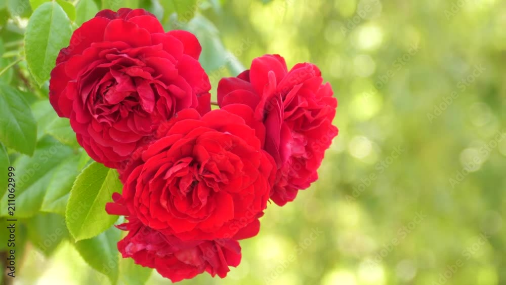Wild red rose Wild red rose