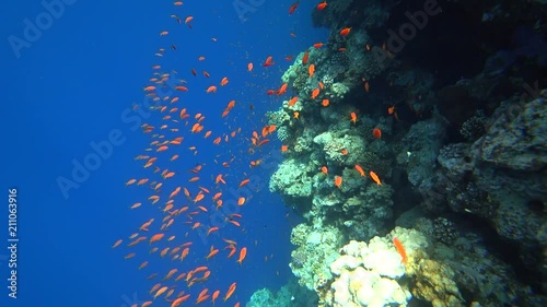 Rafa koralowa .Dahab. Egipt