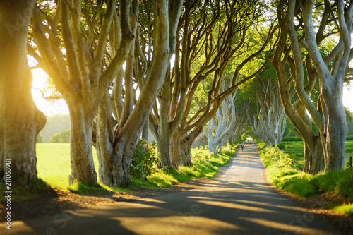 Fototapeta Naklejka Na Ścianę i Meble -  The Dark Hedges, an avenue of beech trees along Bregagh Road in County Antrim, Nothern Ireland