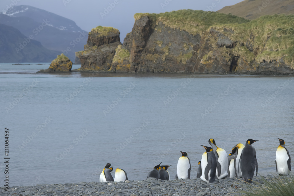 Obraz premium King Penguins, South Georgia Island, Antarctic
