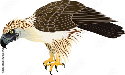 vector philippine Eagle - Pithecophaga jefferyil photo