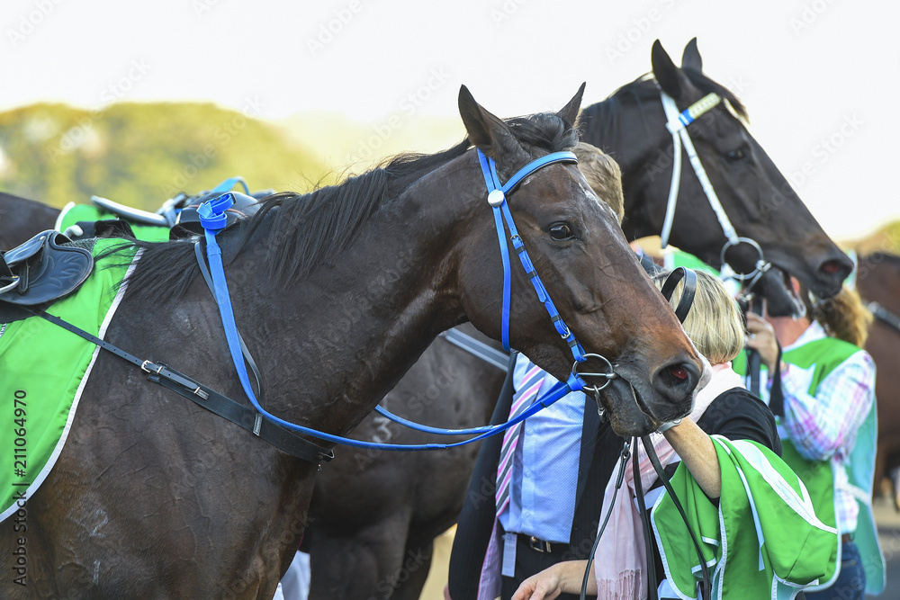 Obraz premium racing horse