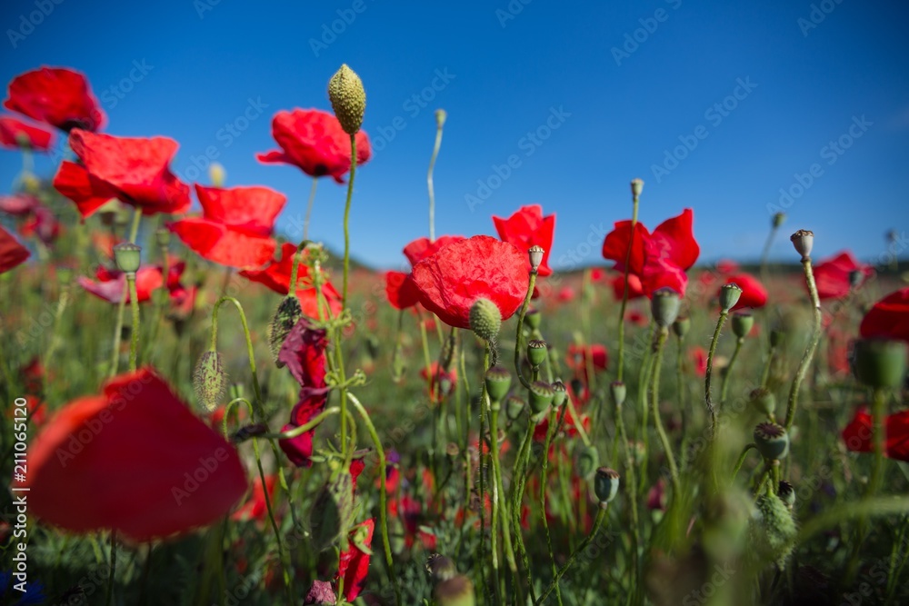 Obraz premium Anzac.