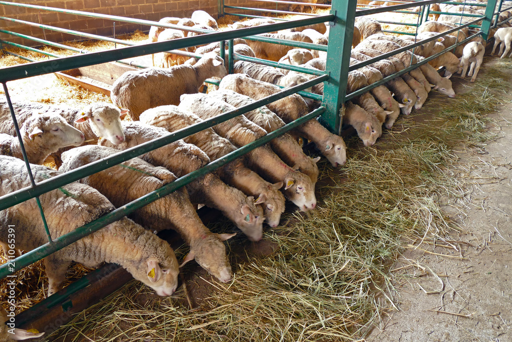 Fototapeta premium Farm for sheep breeding / Feeding the sheep on a modern farm
