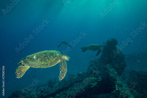 Fototapeta Naklejka Na Ścianę i Meble -  Sea Turtle in Hawaii at Sunset