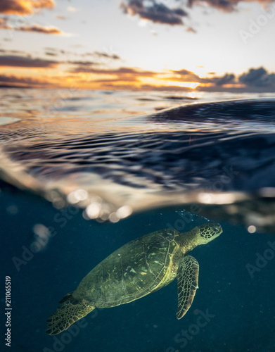 Sea Turtle in Hawaii at Sunset