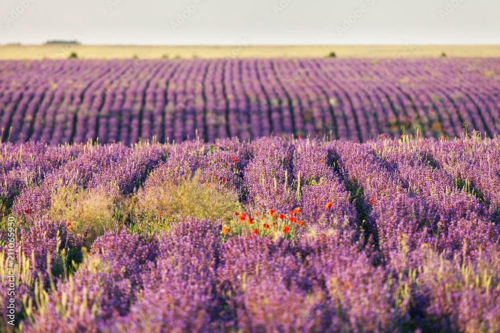Fototapeta premium Flower.