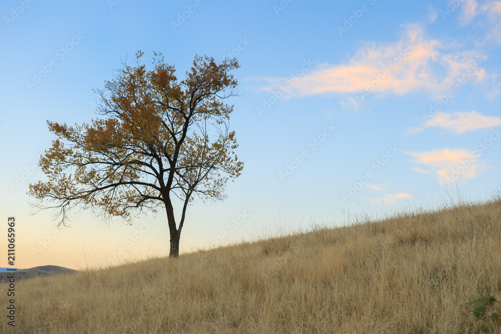 Tree And Cloud On A Hillside