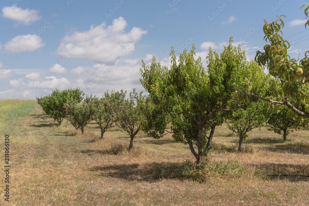 Texas peaches orchard rows of ripen fruits on tree branch again cloud blue sky. Fresh organic