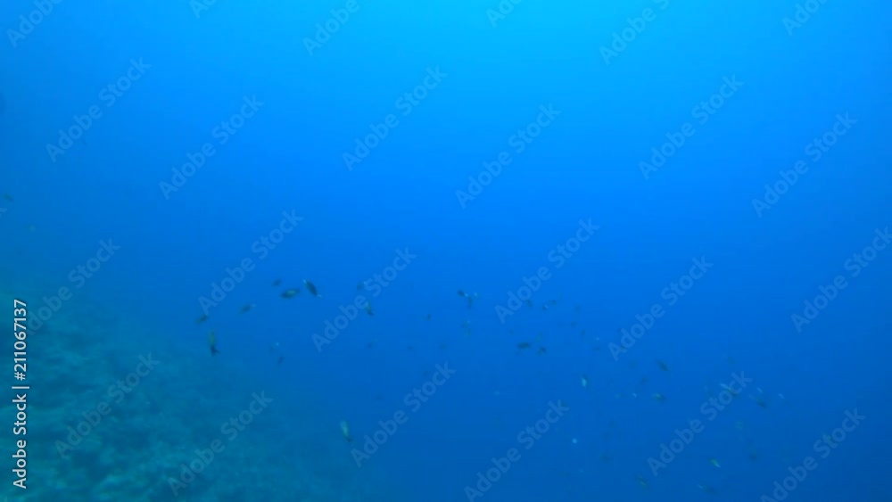 Rafa koralowa .Dahab. Egipt Rafa koralowa .Dahab. Egipt
