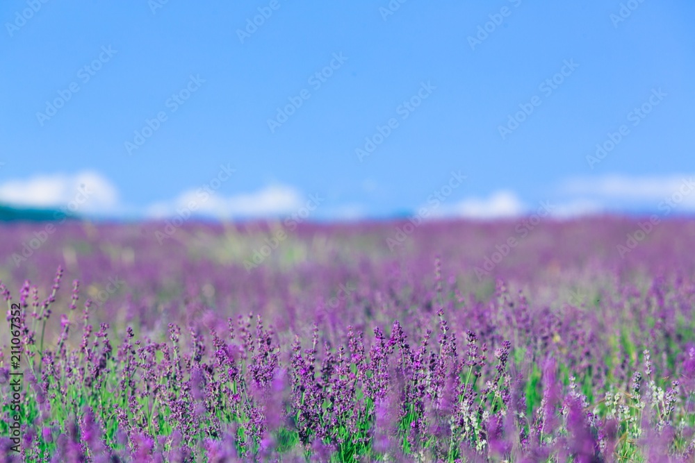 Naklejka premium Flowers.