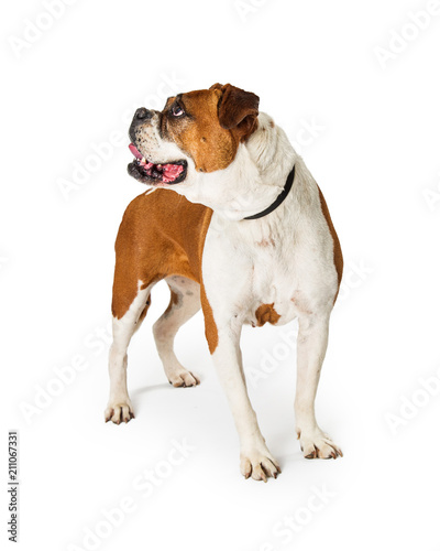 Boxer Bulldog Crossbreed Dog Standing Looking to Side © adogslifephoto