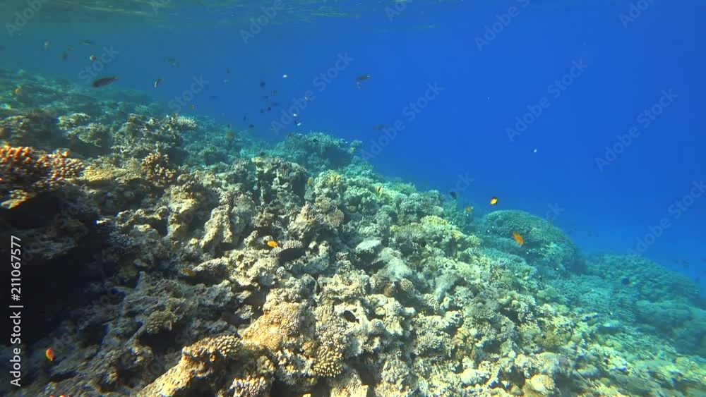 Rafa koralowa .Dahab. Egipt Rafa koralowa .Dahab. Egipt