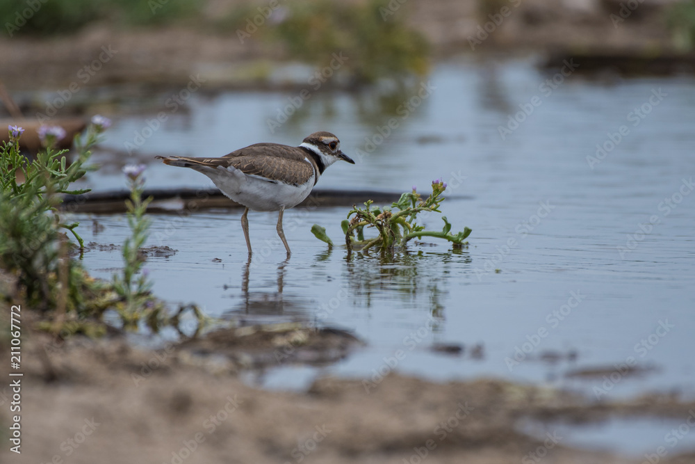 Small sanderling bird and its reflection stand in pond water shore watching for food to swim by. Small sanderling bird and its reflection stand in pond water shore watching for food to swim by.