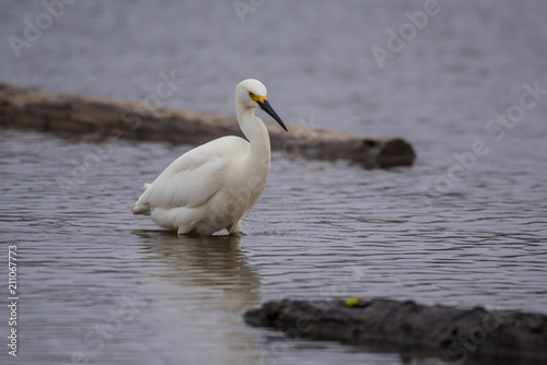 Large white egret stalking through the pond water while fishing for next meal.