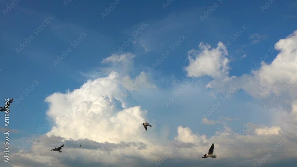 A flock of seagulls flies against the beautiful cloudy sky, slow motion A flock of seagulls flies against the beautiful cloudy sky, slow motion
