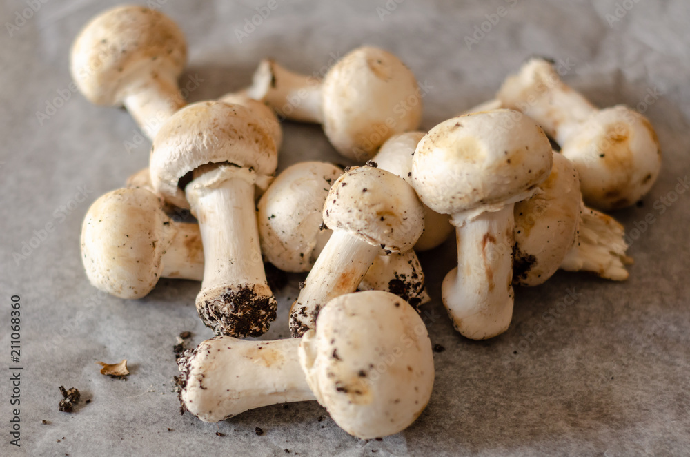 freshly harvested dirty mushrooms spread on paper, raw and healthy vegetables freshly harvested dirty mushrooms spread on paper, raw and healthy vegetables