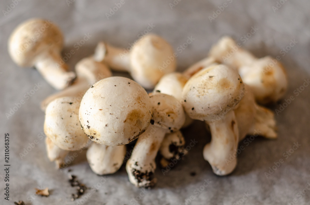 freshly harvested dirty mushrooms spread on paper, raw and healthy vegetables freshly harvested dirty mushrooms spread on paper, raw and healthy vegetables