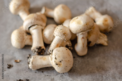 freshly harvested dirty mushrooms spread on paper, raw and healthy vegetables
