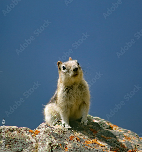 Ground Squirrel in wilderness © Jitka