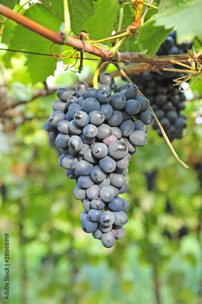 Ripe grapes in his vineyard
