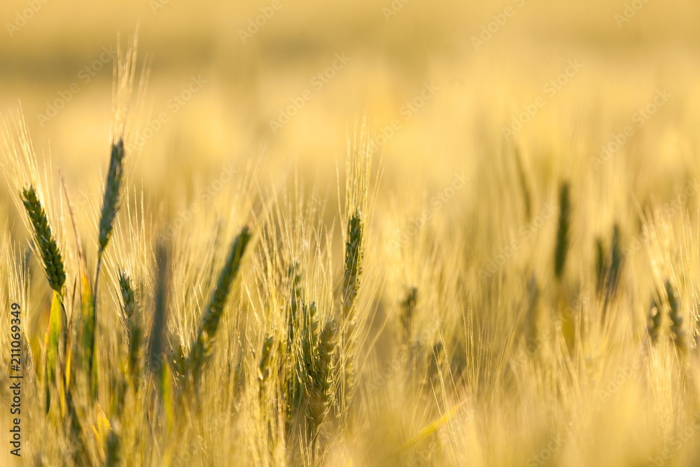 Wheat. Wheat.