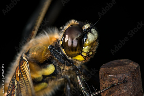 Portrait of four-spotted chaser sitting on a rod © Stefan