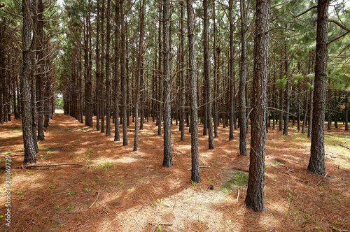 A grove of pine trees planted in a straight line so they grow straighter and taller as a result of direct competition for light. photo