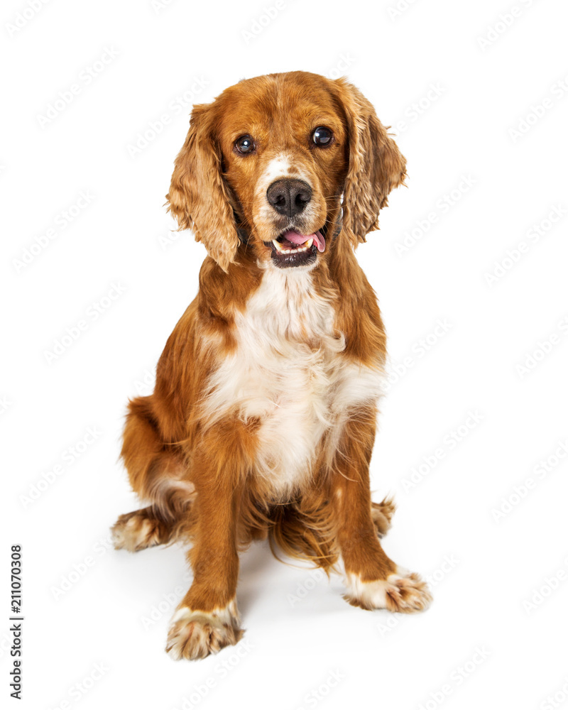 Friendly Cocker Spaniel Dog Sitting on White