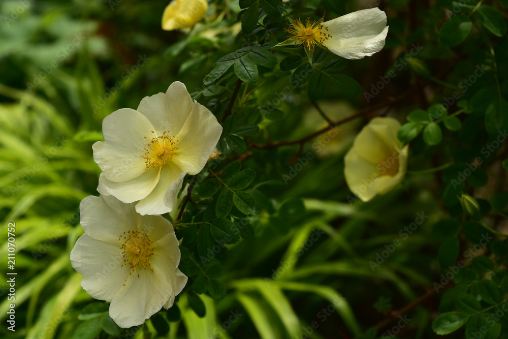 Obraz premium 小輪の黄色いバラ ロサユゴニス