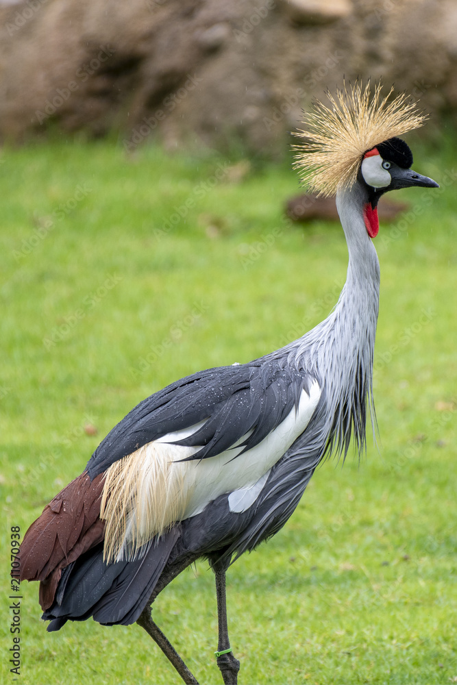 Fototapeta premium crane 13