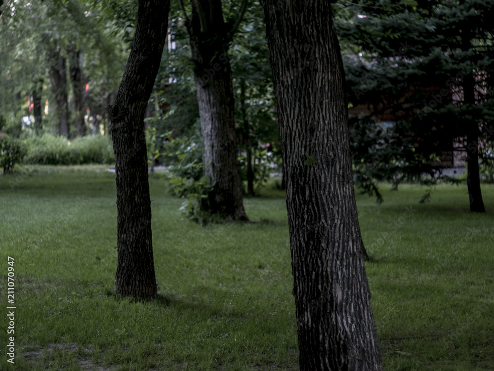 through the trees in the dark moody forest with lawn grass through the trees in the dark moody forest with lawn grass