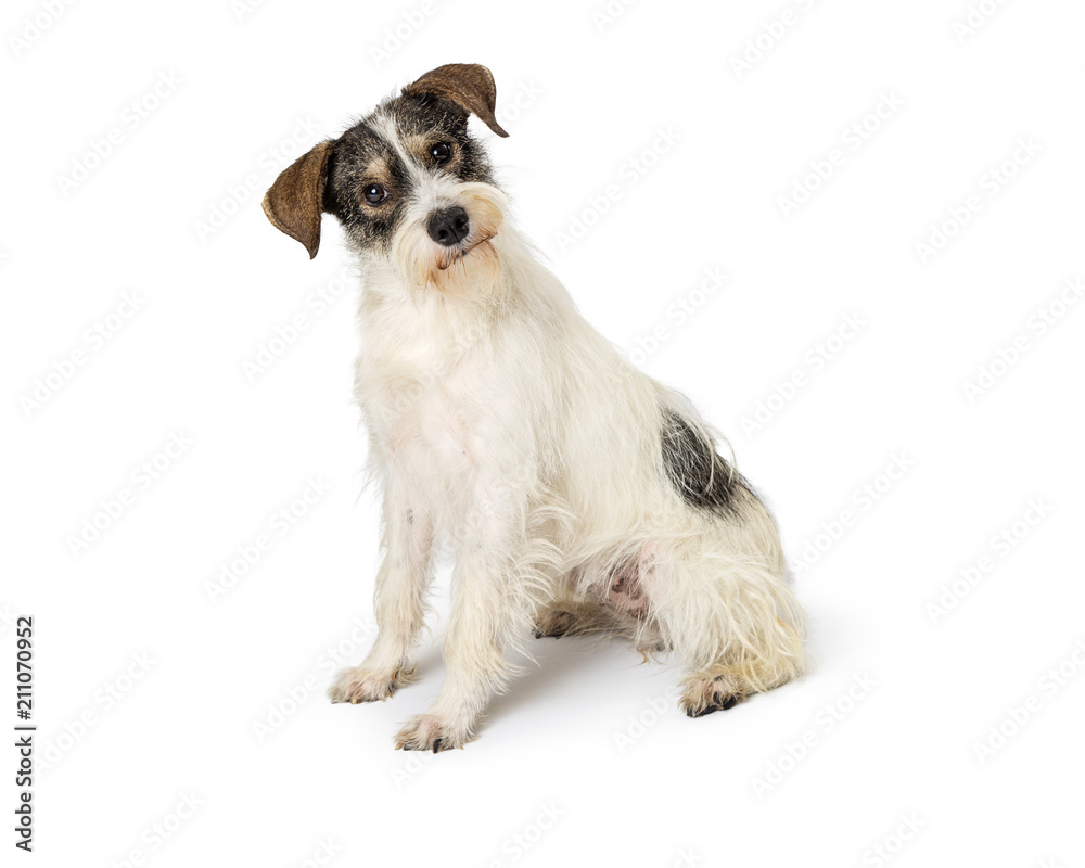 Jack Russell Terrier Crossbreed Dog Sitting Tilting Head Jack Russell Terrier Crossbreed Dog Sitting Tilting Head