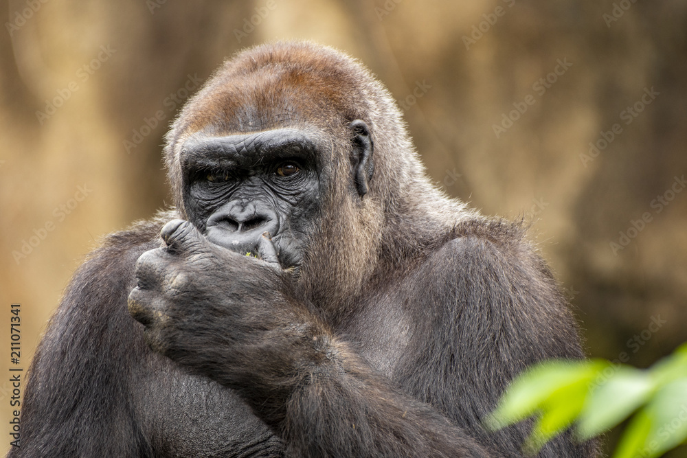 Fototapeta premium gorilla family