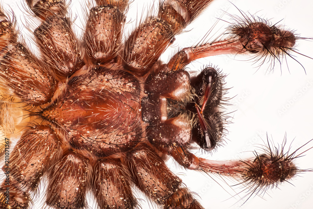 Giant House Spider House Spider Eratigena Atrica Stock Photo Adobe giant-house-spider-house-spider-eratigena-atrica-stock-photo-adobe