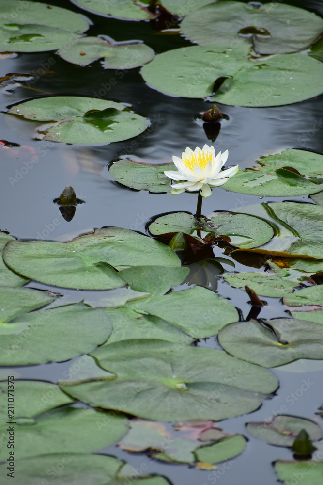 茎の長い白い蓮 Stock Photo Adobe Stock